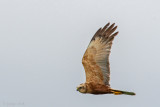 Western Marsh Harrier - Bruine Kiekendief - Circus aeruginosus