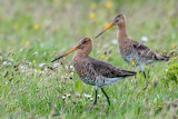 Black-tailed Godwit - Grutto - Limosa limosa