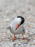 Common Tern - Visdief -  Sterna hirundo