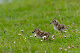 Common Redshank - Tureluur - Tringa totanus
