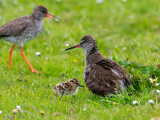 Common Redshank - Tureluur - Tringa totanus
