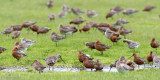 Bar-tailed Godwit - Rosse Grutto - Limosa lapponica
