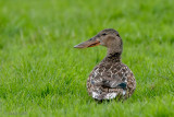 Northern Shoveler - Slobeend - Spatula clypeata