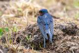 Barn Swallow - Boerenzwaluw - Hirundo rustica