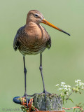 Black-tailed Godwit - Grutto - Limosa limosa