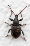 Black Vine Weevil - Gegroefde Lapsnuitkever - Otiorhynchus sulcatus