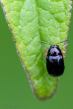 Chrysomelidae - Oogvleksteilkopje - Cryptocephalus ocellatus