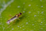 Miridae - Bonte Geelschild - Campyloneura virgula