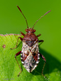 Rhopalidae - Geblokte Glasvleugelwants - Rhopalus subrufus