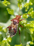 Rhopalidae - Geblokte Glasvleugelwants - Rhopalus subrufus