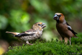 Hawfinch - Appelvink - Coccothraustes coccothraustes