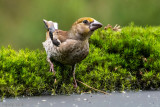 Hawfinch - Appelvink - Coccothraustes coccothraustes