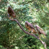 Common Buzzard - Buizerd - Buteo buteo
