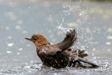 Common Blackbird - Merel - Turdus merula