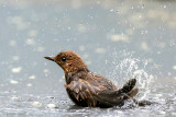 Common Blackbird - Merel - Turdus merula