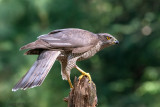 Northern Goshawk - Havik - Accipiter gentilis