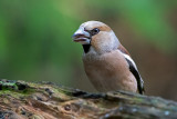 Hawfinch - Appelvink - Coccothraustes coccothraustes