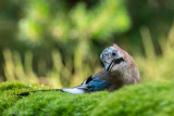 Eurasian Jay - Gaai - Garrulus glandarius
