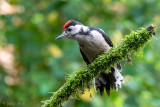 Great Spotted Woodpecker - Grote Bonte Specht - Dendrocopos major