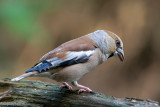 Hawfinch - Appelvink - Coccothraustes coccothraustes