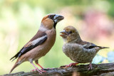 Hawfinch - Appelvink - Coccothraustes coccothraustes