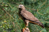 Common Buzzard - Buizerd - Buteo buteo