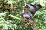 Common Buzzard - Buizerd - Buteo buteo