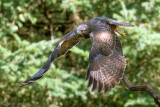 Common Buzzard - Buizerd - Buteo buteo