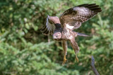 Common Buzzard - Buizerd - Buteo buteo
