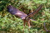 Common Buzzard - Buizerd - Buteo buteo