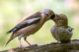 Hawfinch - Appelvink - Coccothraustes coccothraustes