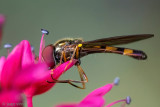 Syrphidae - Slanke Driehoekszweefvlieg - Melanostoma scalare 