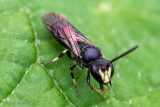 Hylaeinae - Gewone Maskerbij - Hylaeus communis