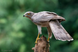 Northern Goshawk - Havik - Accipiter gentilis