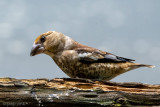 Hawfinch - Appelvink - Coccothraustes coccothraustes