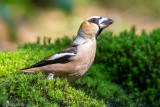 Hawfinch - Appelvink - Coccothraustes coccothraustes