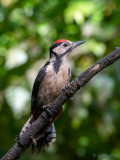 Great Spotted Woodpecker - Grote Bonte Specht - Dendrocopos major
