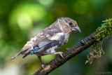 Hawfinch - Appelvink - Coccothraustes coccothraustes