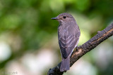 Spotted Flycatcher - Grauwe Vliegenvanger - Muscicapa striata