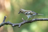 Common Chaffinch - Vink - Fringilla coelebs