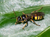 Broad-banded Hopper Wasp - Graafwesp - Gorytes laticinctus