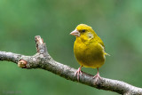 European Greenfinch - Groenling - Chloris chloris