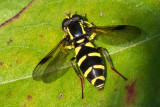 Syrphidae - Gewone Citroenzweefvlieg - Xanthogramma pedissequum