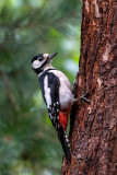 Great Spotted Woodpecker - Grote Bonte Specht - Dendrocopos major