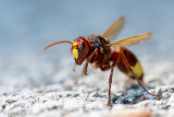 Oriental Hornet - Orientaalse Hoornaar - Vespa orientalis