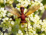 Thick-headed Fly - Blaaskopvlieg - Conops flavicaudus