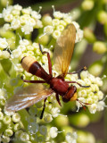 Thick-headed Fly - Blaaskopvlieg - Conops flavicaudus