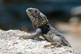 Roughtail Rock Agama - Hardoen - Laudakia stellio