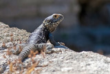 Roughtail Rock Agama - Hardoen - Laudakia stellio