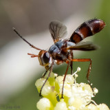 Tachinidae - Sluipvlieg - Cylindromyia rubida